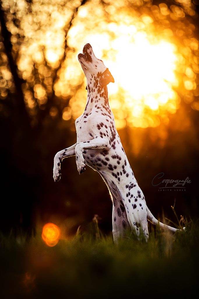 Die Dalmatinerhündin springt hoch in die Luft, wobei sich die Sonne im Hintergrund befindet