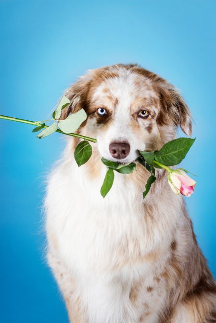 JLC_CooperKontaktt Australian Shepherd sitzt in richtung Kamera und hält eine Rose im Maul.