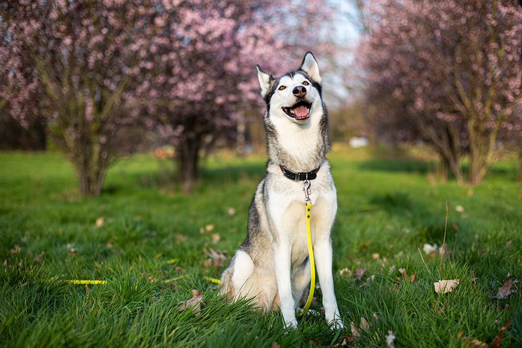 Eine Huskyhündin sitzt vor vielen Kirschbäumen. Es handelt sich um die nicht bearbeitete Version. Eine Huskyhündin sitzt vor vielen Kirschbäumen. Es handelt sich um die nicht bearbeitete Version.
