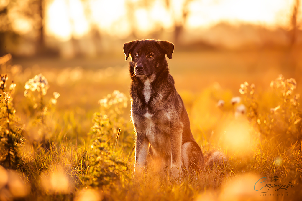 Ein Hund mit zwei verschiedenen Augenfarben sitz im Gegenlicht der Abendsonne.