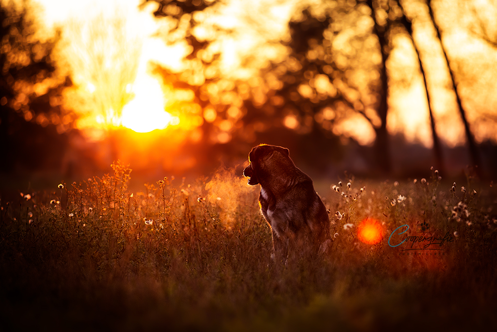 Ein Hund mit zwei verschiedenen Augenfarben sitz im Gegenlicht der Abendsonne und sieht sie sich an. Sein Atem sorgt für Nebel.