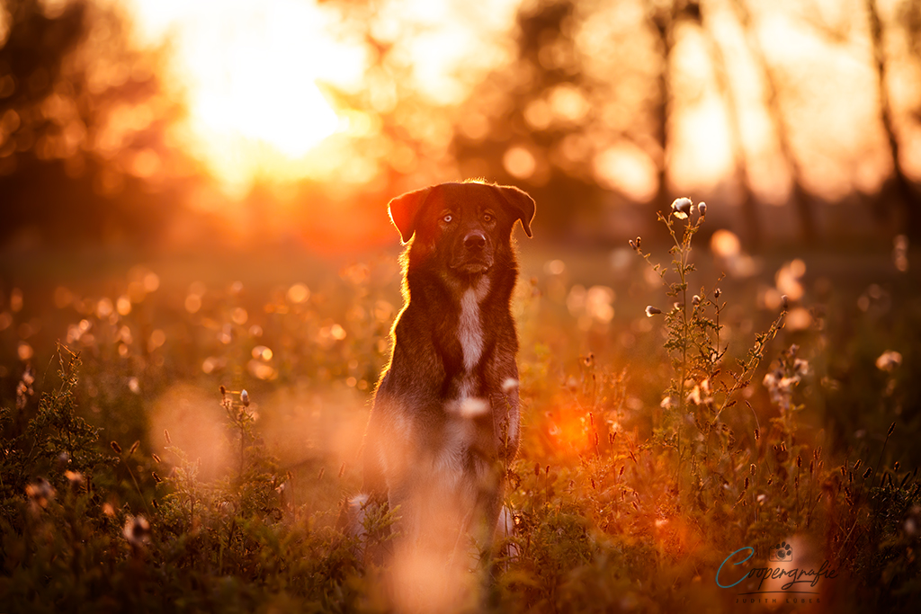 Ein Hund mit zwei verschiedenen Augenfarben sitz im Gegenlicht der Abendsonne.