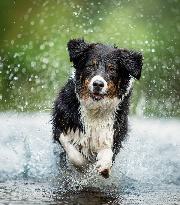 Hund in Bewegung im Wasser