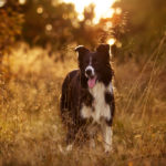 Der Border Collie mit dem Namen Phoenix steht im hohen Gras.