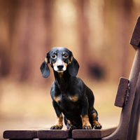 Dackel-Dachshund-Bank-Park-Regenbogenshooting-Shootingaktion Dackel-Dachshund-Bank-Park-Regenbogenshooting-Shootingaktion