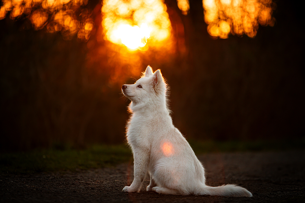 Ein Finnischer Lapphund sitzt im Gegenlicht. Es handelt sich um die bearbeitete Version. Ein Finnischer Lapphund sitzt im Gegenlicht. Es handelt sich um die bearbeitete Version.
