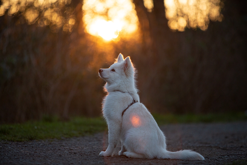 Ein Finnischer Lapphund sitzt im Gegenlicht. Es handelt sich um die nicht bearbeitete Version. Ein Finnischer Lapphund sitzt im Gegenlicht. Es handelt sich um die nicht bearbeitete Version.