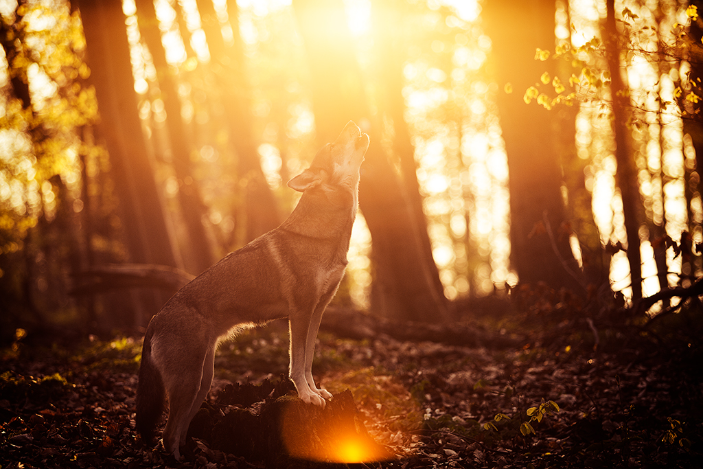 Ein Hund bzw. ein Tamaskan heult in die Gegensonne hinein.