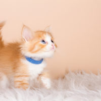 Katze-gestreift-Kitten-Zucht Katze-gestreift-Kitten-Zucht