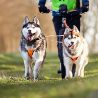 Siberian-Husky-Zughunde-Scooter2 Siberian-Husky-Zughunde-Scooter2