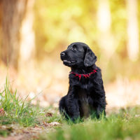 Welpe-Flat-Retriever-Schwarz-Shootingaktion Welpe-Flat-Retriever-Schwarz-Shootingaktion