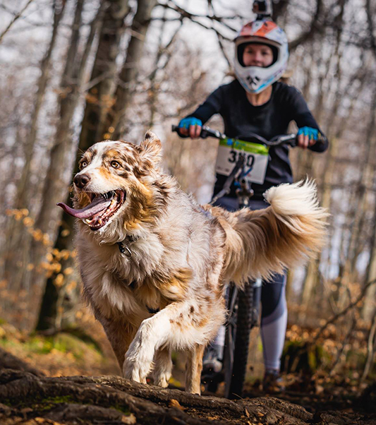 Cooper und ich beim Zughundesport bzw. Dogscooter auf einem Rennen.