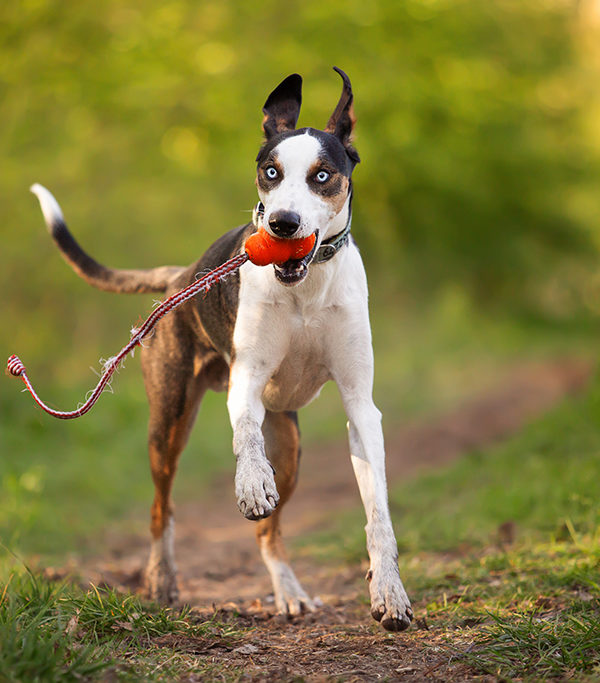 Ein europäischer Schlittenhund rennt mit seinem Lieblingsspielzeug auf mich als Fotografin zu