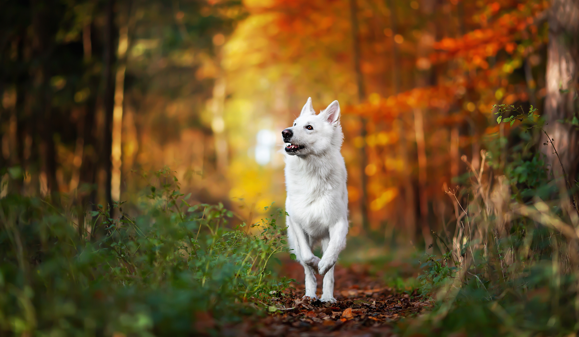 Tierfotografin Coopergrafie und weißer Schäferhund