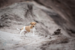Parson Russel Terrier Welpe steht auf einem Stein