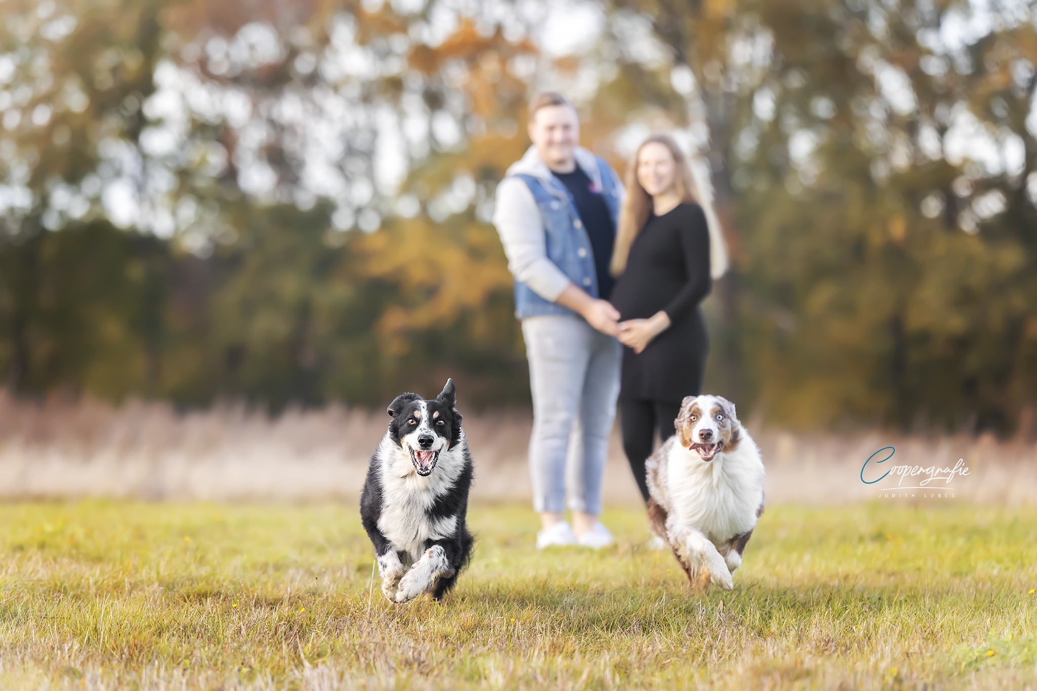 Australian Shepherds rennen auf Fotografin zu beim Schwangerschaftsfotoshooting der Hundefotografin Judith Lübeß aus Leiferde bei Gifhorn