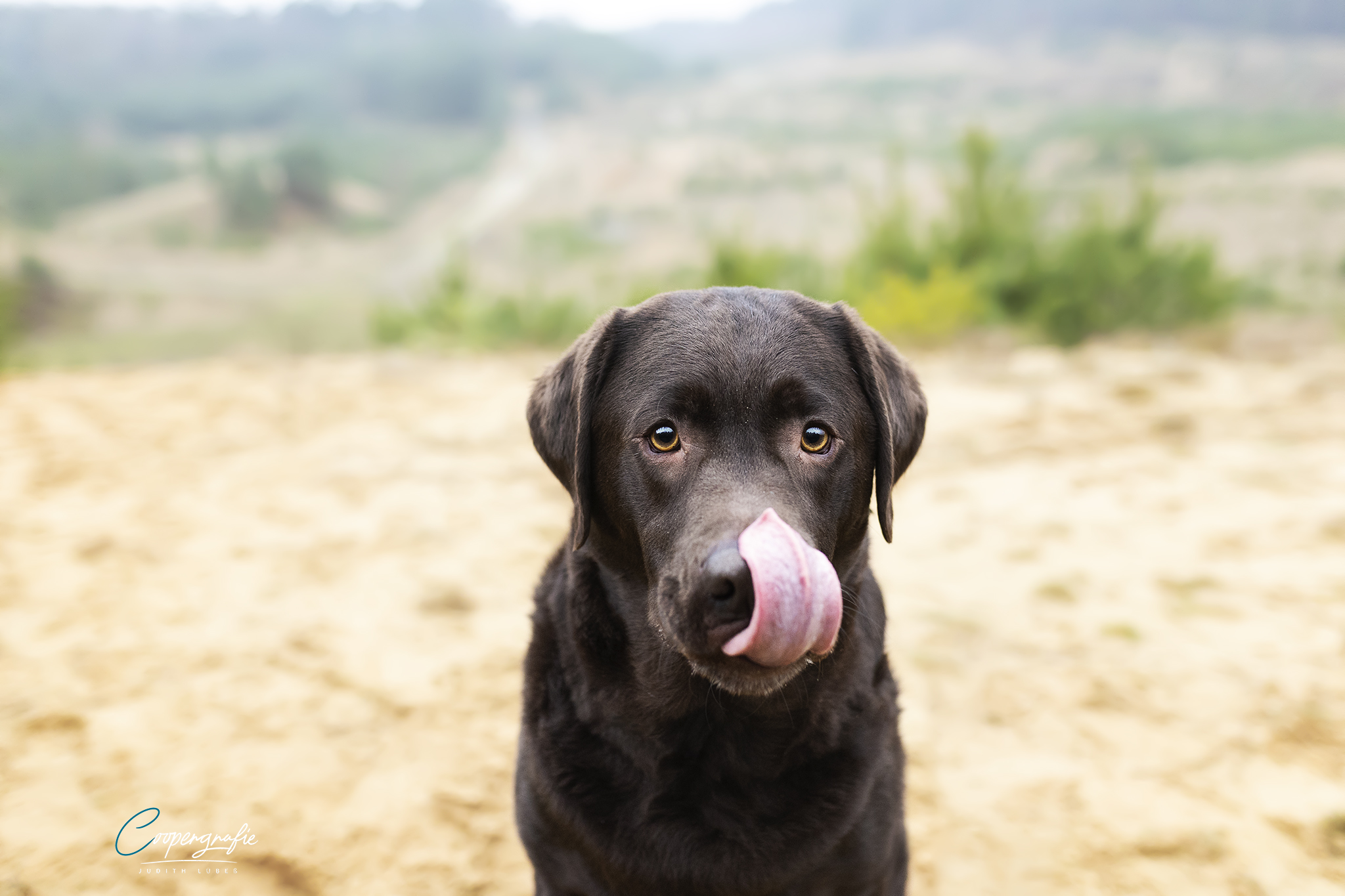 Lustige Fotos beim Hundefotoshooting von Judith Lübeß Coopergrafie