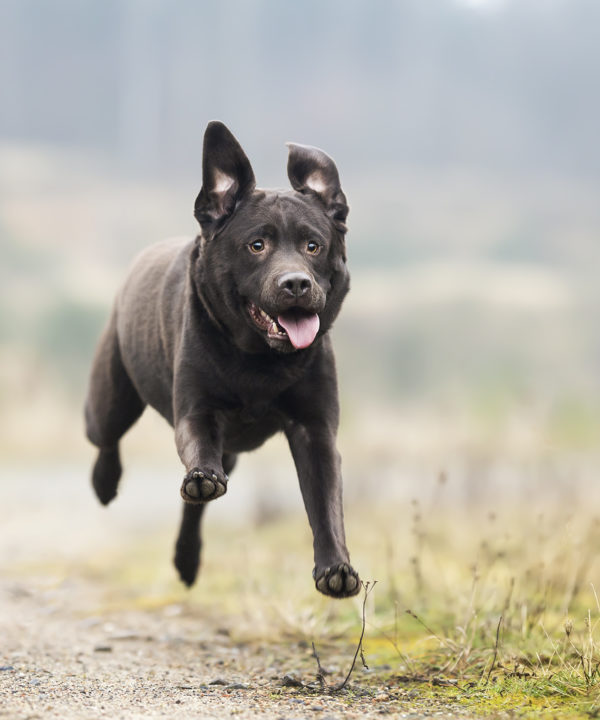 Ein Labrador in Action beim Fotoshooting in Leiferde Gifhorn von Coopergrafie