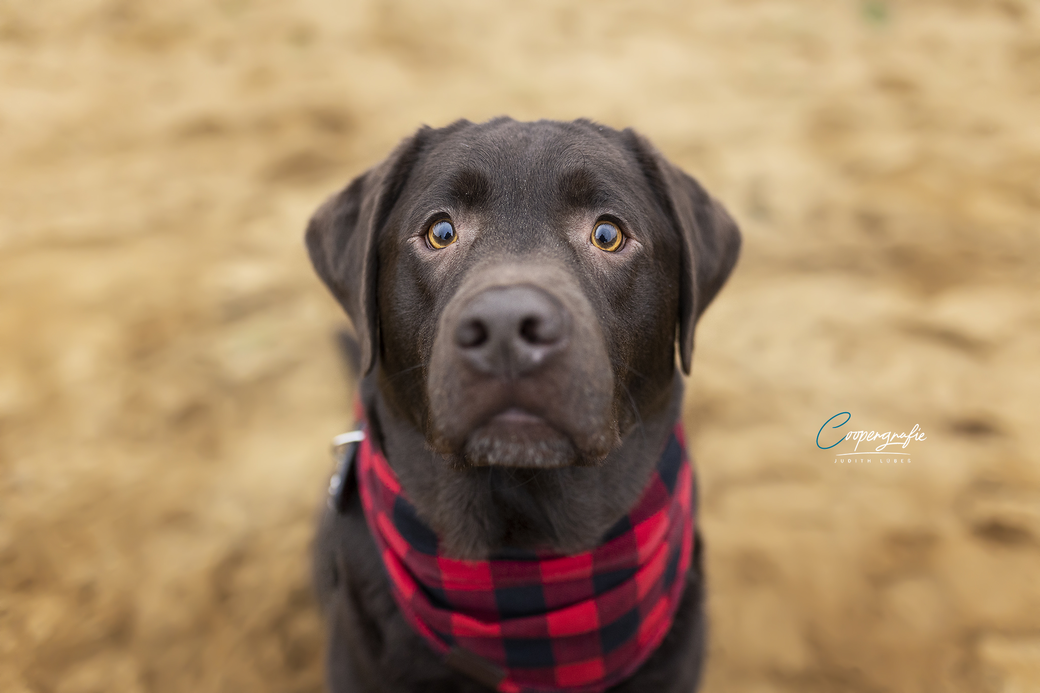 Der treue Blick eines Hundes von Labrador Rosco