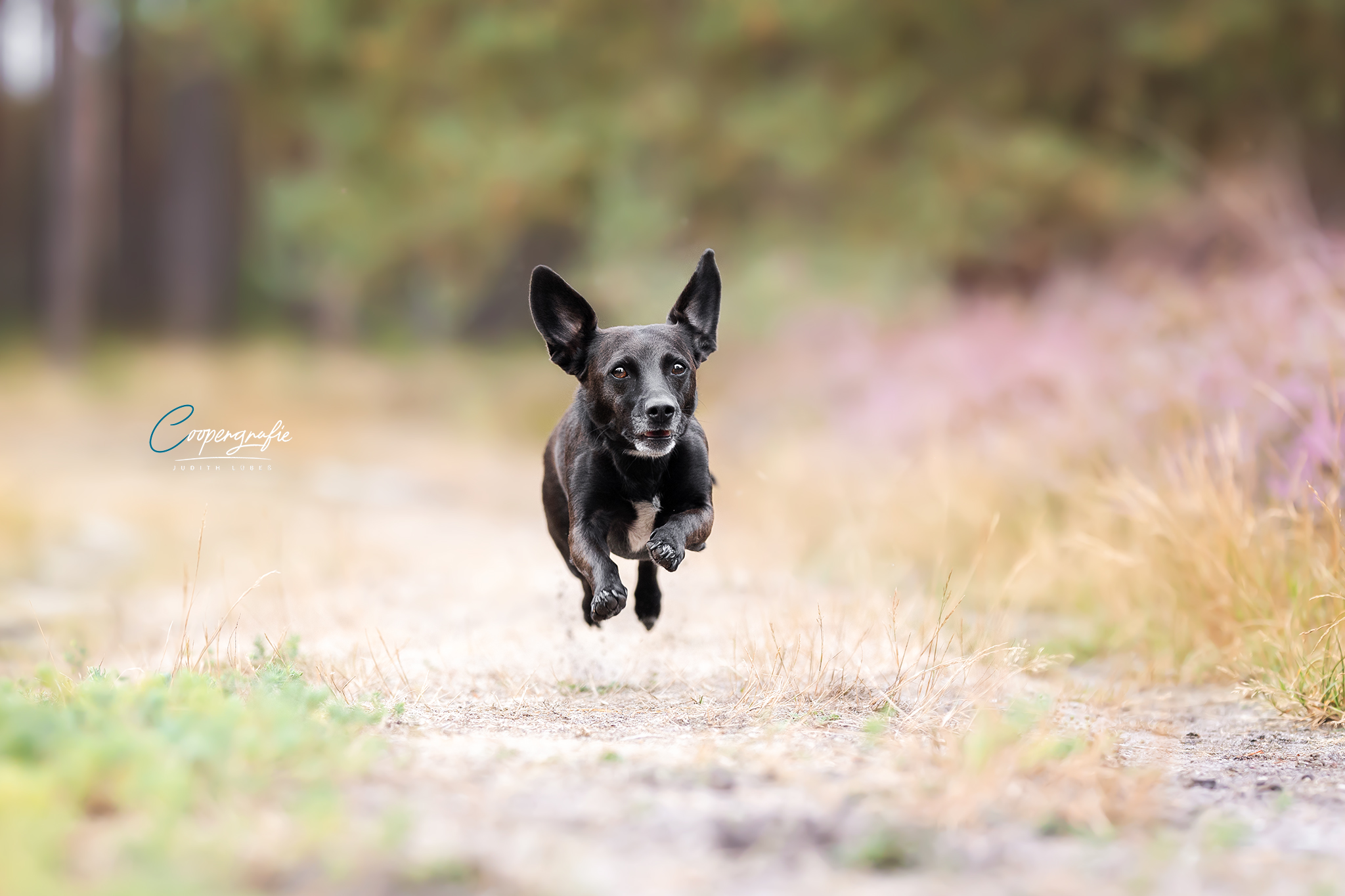 Dackel Nala rennt durch die Heide - Hundefotografie