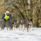 Schlittenhunderennen in Kunrau bei Klötze fotografiert von Coopergraife Judith Lübeß