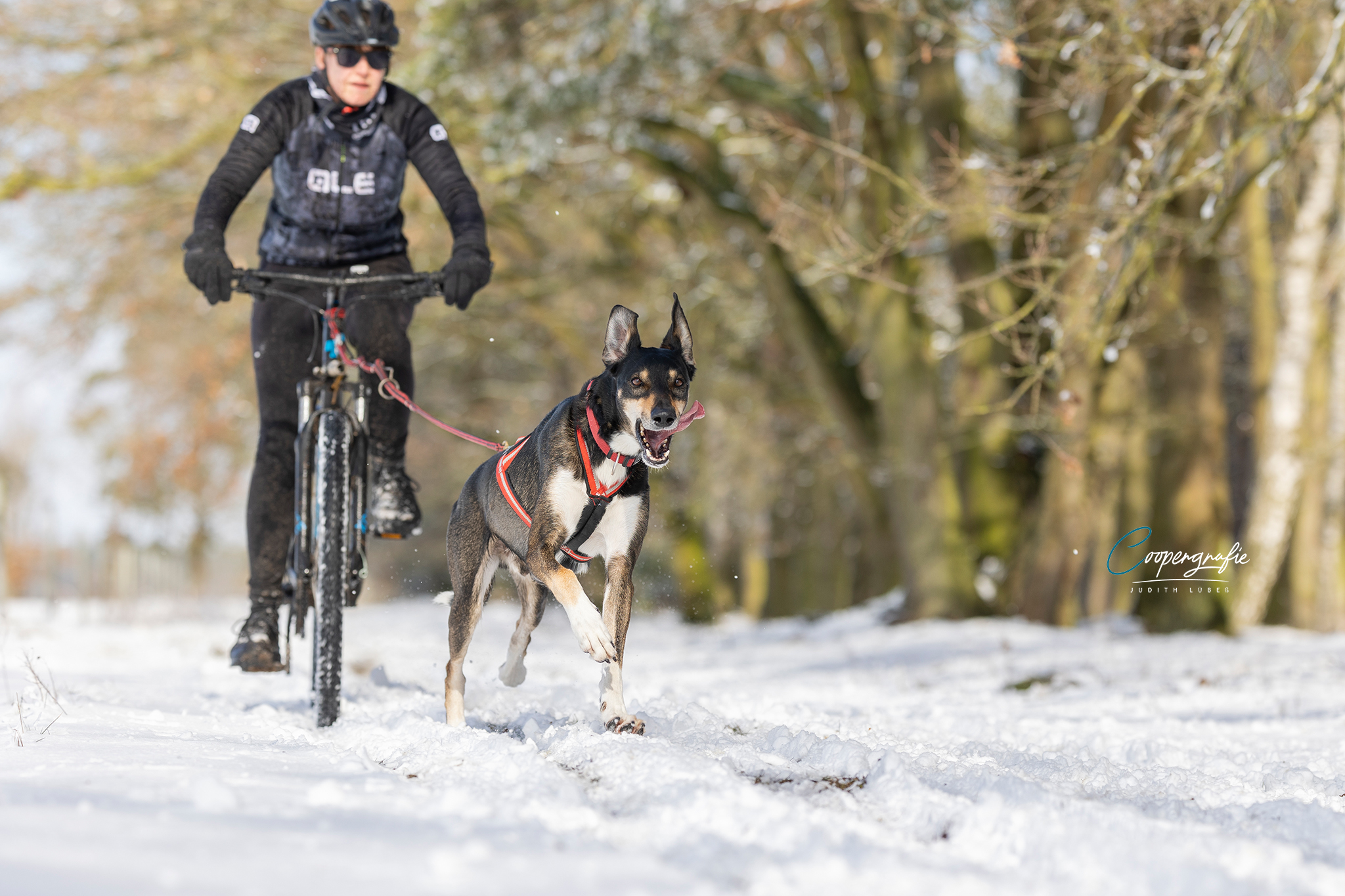 Bikejöring im Schnee beim Schlittenhunderennen in Kunrau fotografiert von Judith Lübeß
