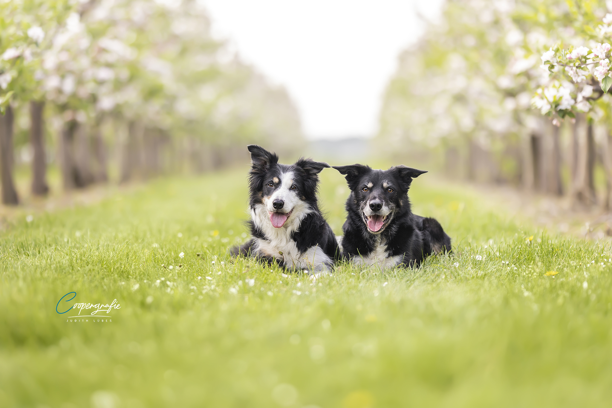 Zwei Border Collies beim Hundefotoshooting zwischen den Kirschblüten in Braunschweig