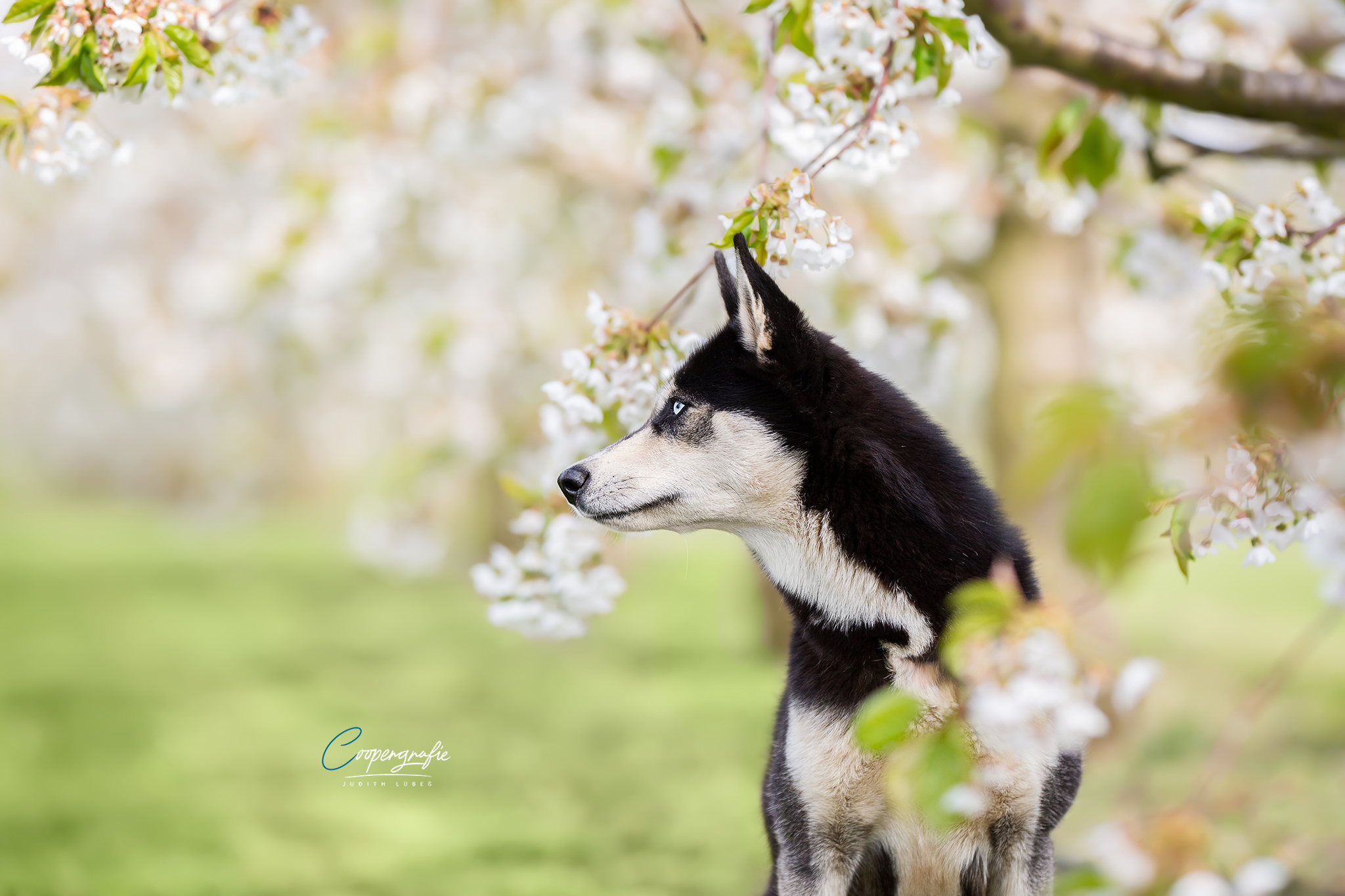 Ein Porträt von einem Husky zwischen Apfelblüten auf einer Obstplantage.