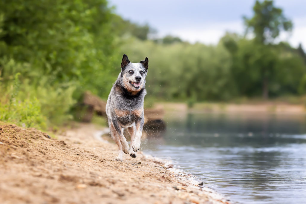 Ablauf eines Fotoshootings. Der Hund rennt am Wasser in Braunschweig bei einem Hundefotoshooting.