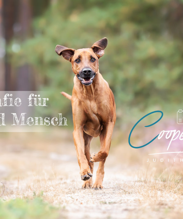 Hundefotografie in und um Braunschweig, Coopergrafie als deine Fotografin